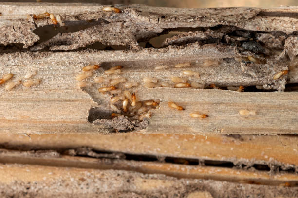 Best Local Pest Control Services  in Carbon Hill, AL